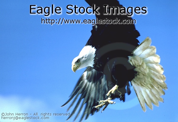Bald Eagle photo Talons Down  [BECL1]
